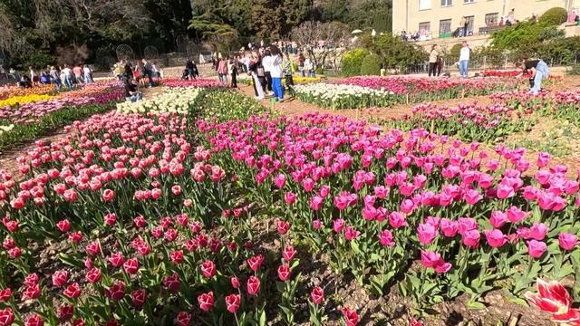 Тюльпановый рай: Что, где, когда в Крыму