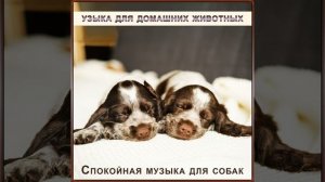 Лучшая музыка для собак