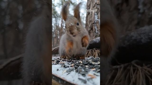 Хороший аппетит у бельчонка️