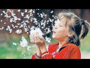 Белый пух Курские соловьи