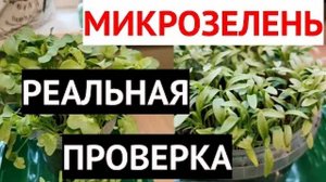 Микрозелень дома, что получилось  из покупных семян