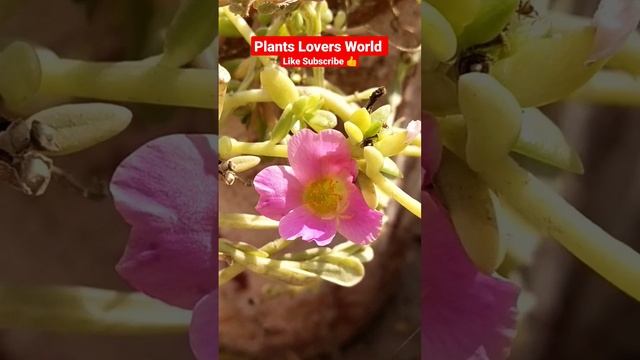 Beautiful colorful flowers permanent Flowering plant