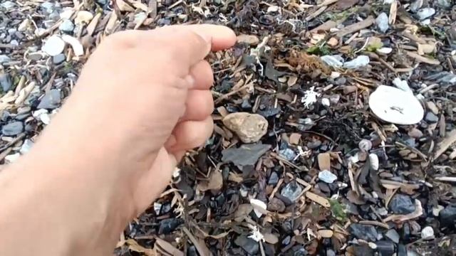 5 день на Сахалине. Янтарный пляж. Набрали янтаря.