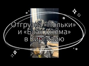 Отгрузка саженцев ежевики «Блэк Джем» и малины «Полька» в Киргизию | 2023