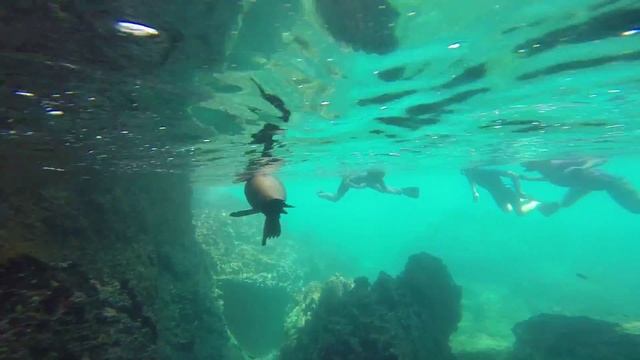 Galapagos Islands tours with Yacht Isabela II - Snorkel video with sea lions, sharks and penguins!