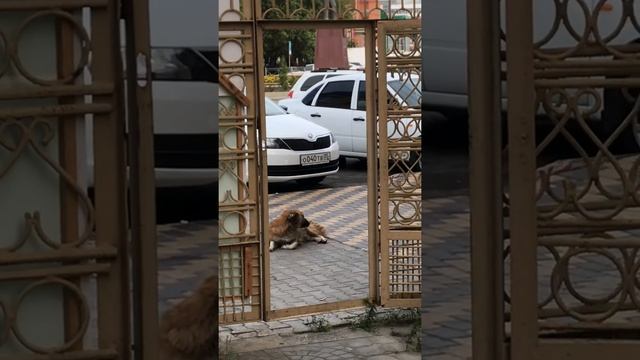 Собака воет услышав Азан смотреть онлайн