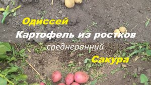 Картофель из ростков: Одиссей, Сакура.