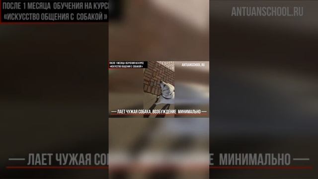 Результаты обучения на курсе "Искусство общения с собакой"