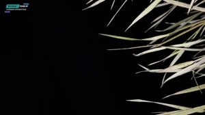 Медведь Напал на Хазяев во время стрима в Лесу!!!