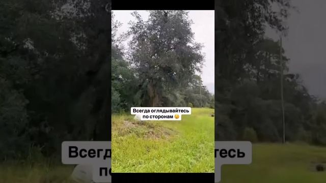 Никогда не знаешь, что можешь увидеть в лесу