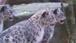 Большие кошки мира — живописный фильм о дикой природе с вдохновляющей музыкой!...