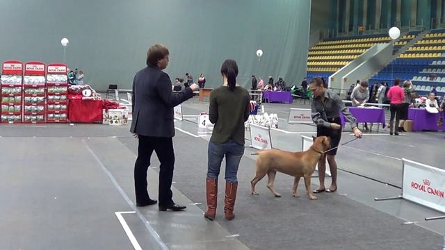 Канарский дог Кима смотреть онлайн