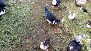 Домашняя птица в теплице