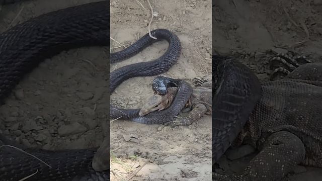 🐍🦎Black Cobra Snake and Monitor Lizard are bitting each other for their survival#snake#short#lizard