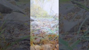 Золотая осень Башкортостан.