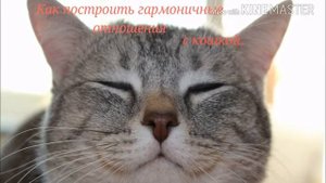 Как понравиться кошке.