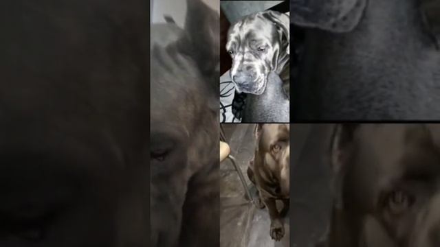 идеальный сторож. кане корсо Зан и его друзья смотреть онлайн