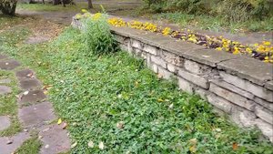 30.09.2024 Дождь. Прогулки. китайский парк. Тверские гастроли деревенской бабушки.