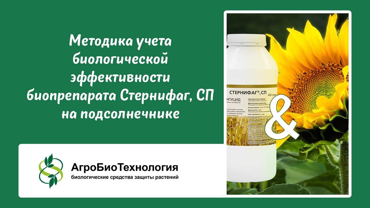Методика учета биологической эффективности биопрепарата Стернифаг, СП на подсолнечнике.