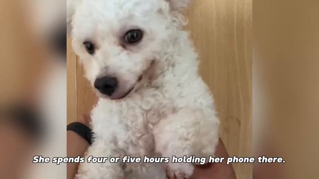 Abandoned dog chases owner down the street, narrowly avoids death, rescued by kind stranger. смотреть онлайн