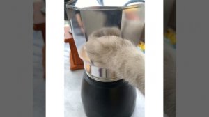 Amazing Cat make Ice Cream