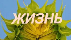 Жизнь (клип)
