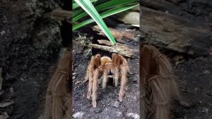 Goliath birdeater spider (Theraphosa blondi) gets a grasshopper to eat