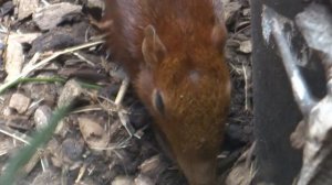 Steppeslurfhondje (Rhynchocyon petersi) - 2013-06-15