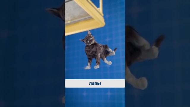 Кошка всегда приземляется на лапы?   чтоесли факты whatif