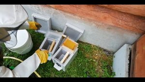 Заселение нуклеусов. - Раздача не плодных маток.