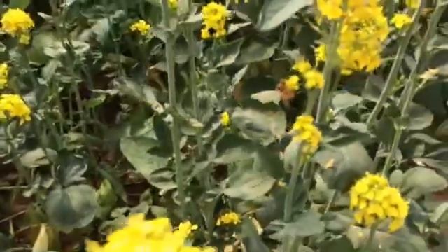 Biofumigazione Senape 1 - Ortolanda