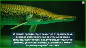 Чем полезна щука?