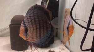 Heckel Cross в Украине. Дискусы.