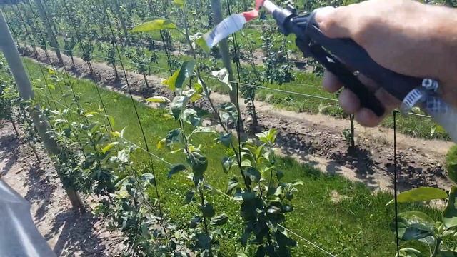 Promalin Application