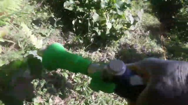 pülverizatör (holder) ile amonyum sülfat'ı (21 azot- şeker gübre) filizlere uyguladik.#findik смотреть онлайн