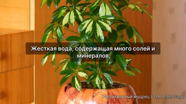 Идеальный Полив Шеффлеры: Секреты, Которые Вы Должны Знать