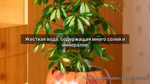 Идеальный Полив Шеффлеры: Секреты, Которые Вы Должны Знать