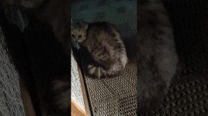 Бешенство кошки, не за долго до смерти.. но потом врачи предположили, что инсульт.