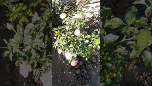 Первый цветок розы Сагиттариус 🌹