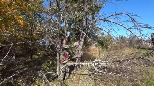 ЗАГОТОВКА ДРОВ НА ЗИМУ. СПИЛИВАЕМ СУХИЕ ДЕРЕВЬЯ в саду. Ремонтируем сени. ЖИЗНЬ В ГЛУХОЙ ДЕРЕВНЕ.