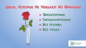 Рисованное видео для Этуаль Флора о стабилизированных растениях.