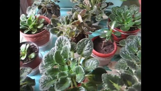 Про рассаду, цветы. Кошки. Погода. Покрасилась смотреть онлайн