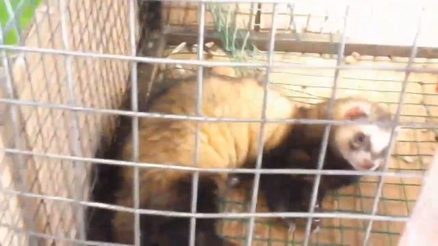 Караганда : зоорынок, хорьки смотреть всем смотреть онлайн