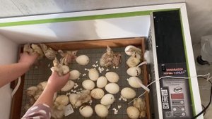 Удачный вывод индюшат/ Не торопитесь нарушать режим инкубации/ Тонкости на выводе Бройлерного Индюк