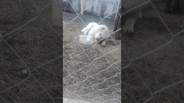 #Stray Dogs#ТЕРРИТОРИЯ ВОЛКОДАВА # Выяснил причину сытости собаки!# смотреть онлайн