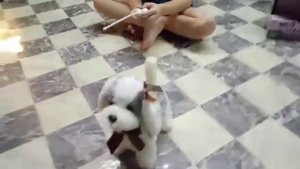 видео для детей ＃ собачка на пульте управления