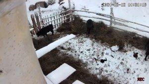 Абердин Ангусы телята подросли