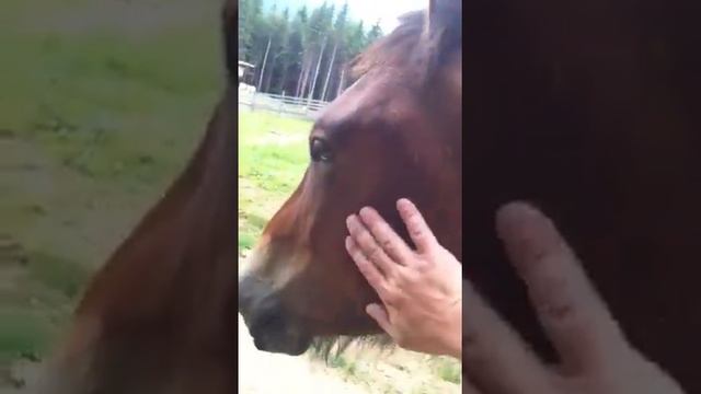 Конь и педальный конь
