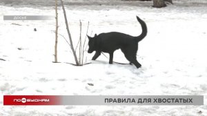 Штрафы за самовыгул собак без поводка и намордника введут в Иркутской области