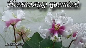 Цветение моих фиалок в декабре! 12.12.2024г.